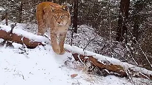 cea-mai-mare-felina-a-europei-a-fost-surprinsa-la-plimbare-prin-muntii-fagaras.webp