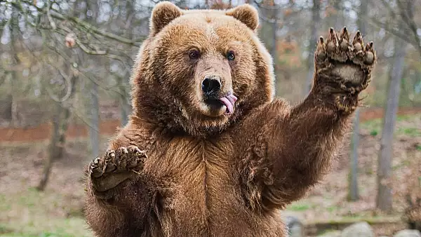 5 persoane, ranite de un urs brun, intr-un oras din Slovacia. Animalul salbatic, cautat de autoritati: ce soarta il asteapta