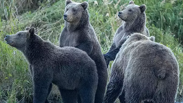 54 de ursi vor fi impuscati pana la finele acestui an in Covasna. "Anul trecut am avut 366 de pagube, iar anul acest avem 150 pana la ora actuala"