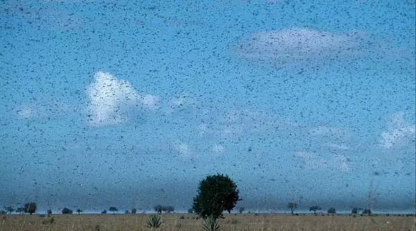 A fost descoperita o autostrada a insectelor. ,,E una dintre marile minuni ale naturii"