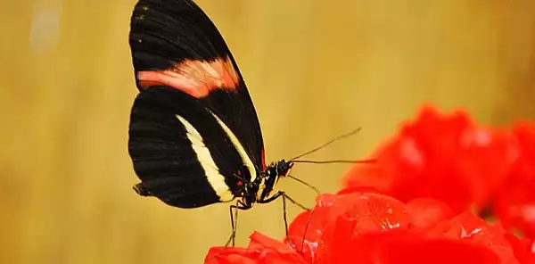 A fost descoperita o autostrada a insectelor. Este considerata ,,una dintre marile minuni ale naturii"