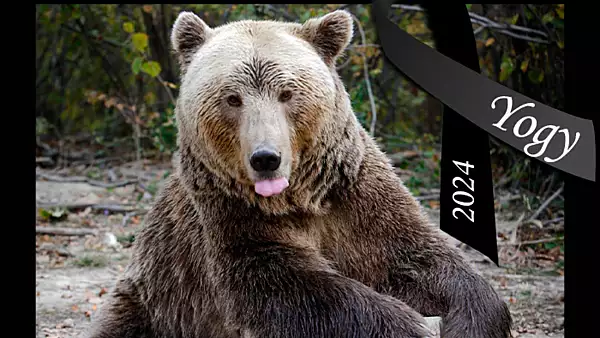 A murit Yogi, cel mai in varsta urs brun din Romania. Mai mult de jumatate din viata si-a petrecut-o in captivitate