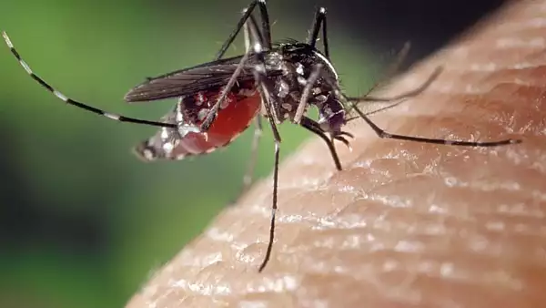 Aceste culori atrag tantarii ca un magnet. Ce sa imbraci, ca sa te feresti de insectele-vampir