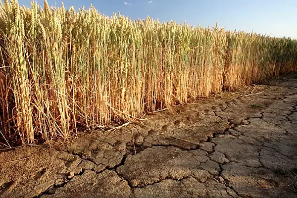 Agricultura romaneasca, la un pas de faliment. Canicula si seceta, cea mai costisitoare lovitura pentru fermieri romani cu culturile distruse