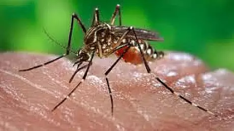 ALARMANT! Numarul infectiilor cu West Nile, aproape dublu in acest sezon fata de 2015