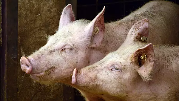 Alerta de pesta porcina inainte de Paste. 11.500 de animale, sacrificate