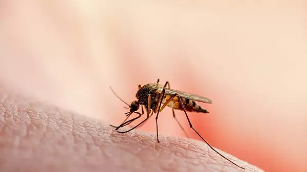 Alerta de sanatate. Numarul cazurilor de West Nile din Romania este in crestere