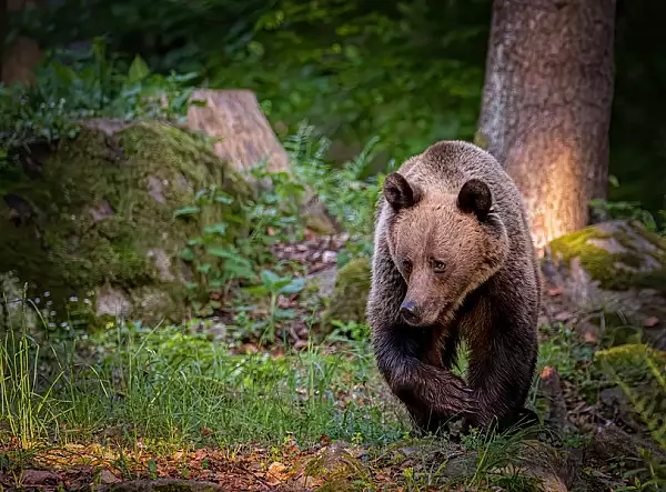 Alerta de urs intr-o comuna din Prahova. Localnicii sunt sfatuiti sa nu-l hraneasca: ,,Deja mi-e frica sa las copiii in propria curte"