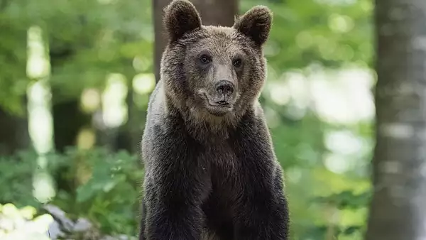 Alerta de urs intr-o localitate din apropierea Ploiestiului! Animalul se plimba nestingherit pe strada: avertismentul autoritatilor 