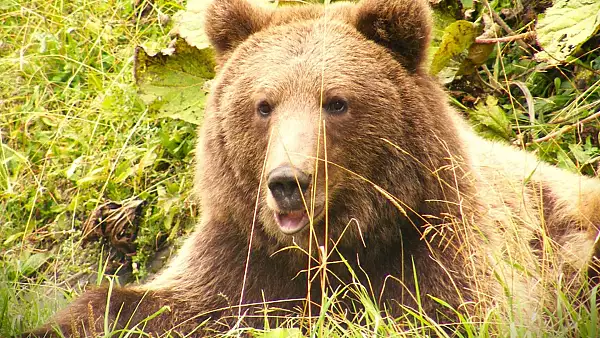  Alerta de urs intr-o statiune montana intens frecventata de turisti! Unde a fost vazut animalul salbatic