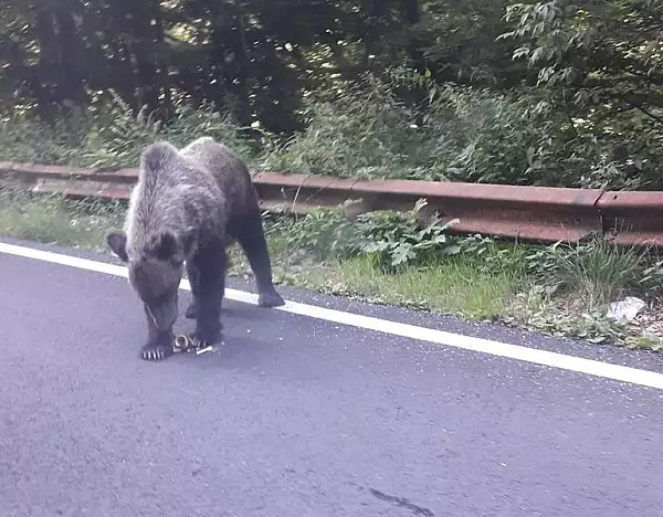 Alerta in Arges, dupa ce un copil de 14 ani a fost atacat de un urs, pe Transfagarasan