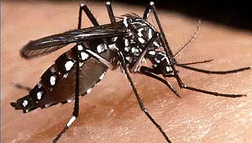 Alerta in Italia pentru febra Dengue. Creste numarul controalelor la frontiera