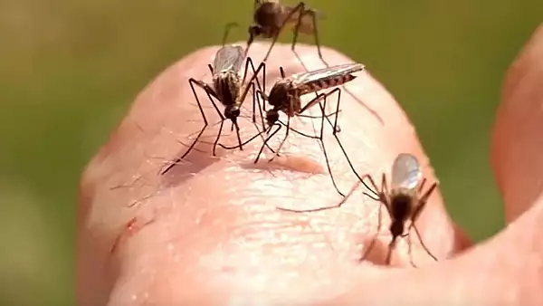 ALERTA medicala! Primul caz de infectie cu virusul West Nile, confirmat la un barbat din Bucuresti