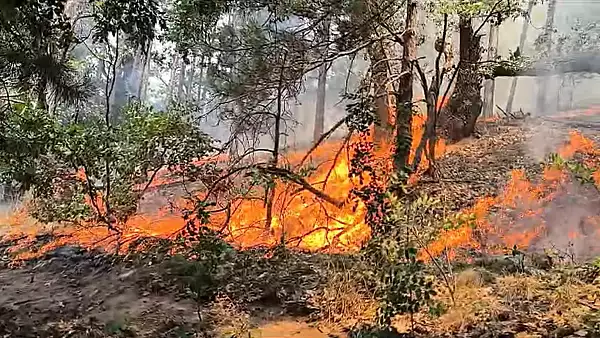 Alerta portocalie de incendiu in Parcul Natural Portile de Fier: Sute de hectare de vegetatie uscata ard de 6 zile! Mai multe case sunt amenintate - FOTO/VIDEO