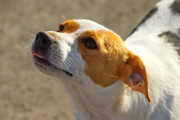 Amenda uriasa primita de un barbat din Bistrita care a abandonat un caine VIDEO