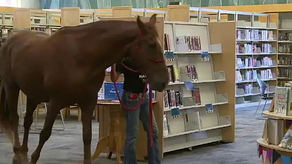 Angajatii unei biblioteci au adoptat un cal. Ce spune conducerea despre initiativa