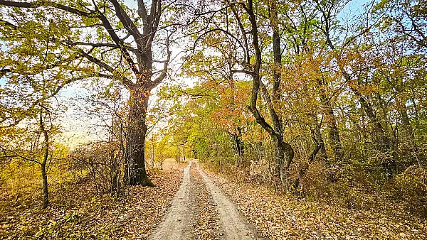 Animalul spectaculos surprins intr-o padure din Romania! Are o calitate pe care putine vietati o poseda. VIDEO