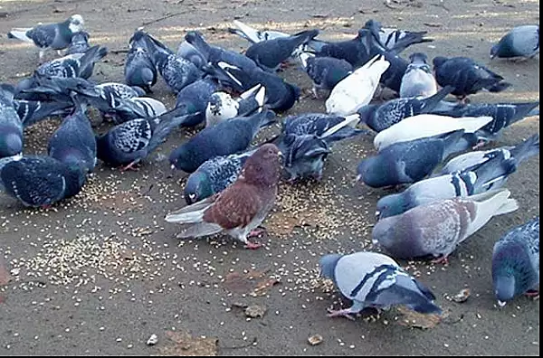 Anunt straniu al autoritatilor din Arad: Evitati porumbeii salbatici - Ce pericol ii pandeste pe oamenii din oras
