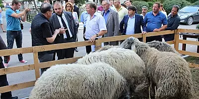 Arabii au pus ochii pe oile romanesti. Unul dintre cei mai importanti oameni de afaceri din Golful Persic este interesat de exporturi masive de ovine