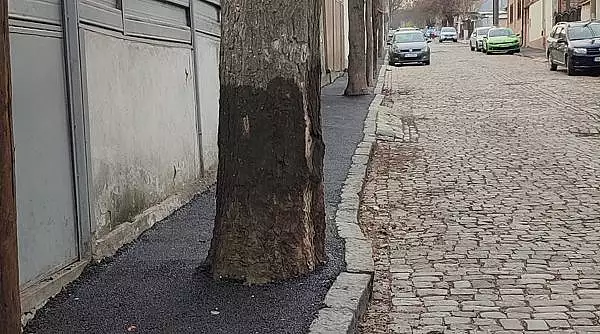 Asfalt turnat la trunchiul copacilor, pe trotuarul unei strazi cu piatra cubica si gropi din Galati