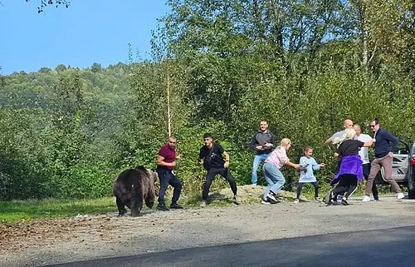 ASFOR: Politicile eco-fanatice si cele europene pun in pericol viata oamenilor. ,,Un animal salbatic nu alege, omoara instinctual!"