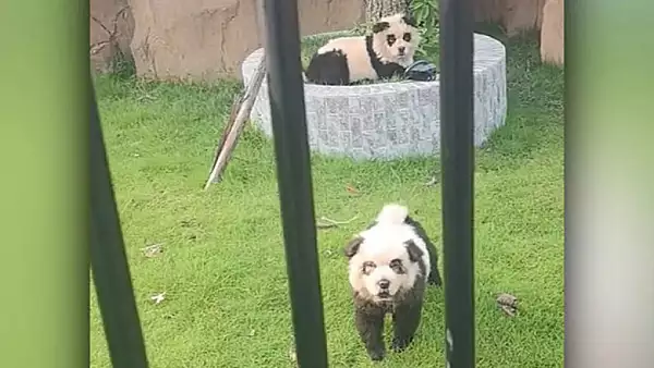 Au crezut tot timpul ca admira ursi panda la gradina zoologica. Ce sunt, de fapt, aceste animale, au fost vopsite sa para altceva