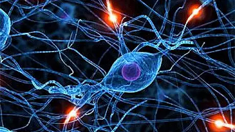 Au fost creati primii neuroni artificiali care functioneaza dupa modelul biologic