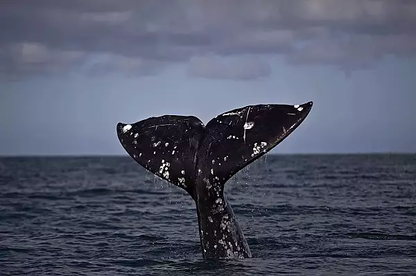 Balenele gri din Pacific, ,,santinele" ale ecosistemului, se micsoreaza odata cu incalzirea oceanelor