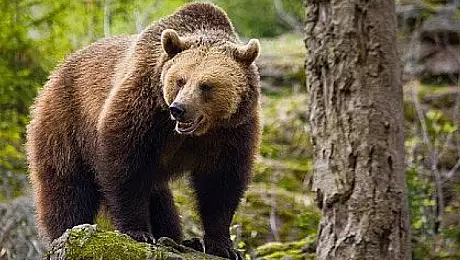 Barbat atacat de urs intr-un cartier din Brasov: are muscaturi grave! E al doilea atac in doua luni