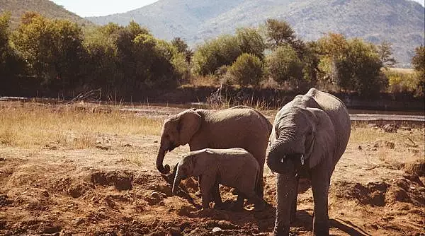 Botswana ameninta ca va trimite 20.000 de elefanti in Germania: "Nu este o gluma!"