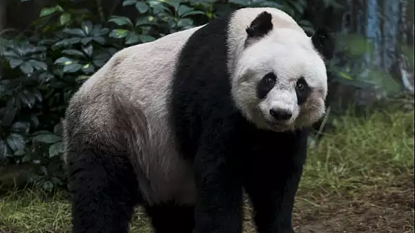 Bucurie mare la zoo din Tokyo: O femela de panda urias a nascut gemeni