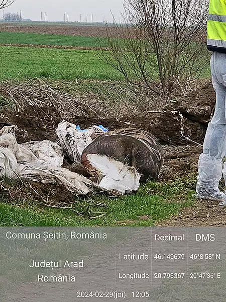 Cadavre de porci si vaci, aruncate la marginea drumului, aproape de Vama Nadlac