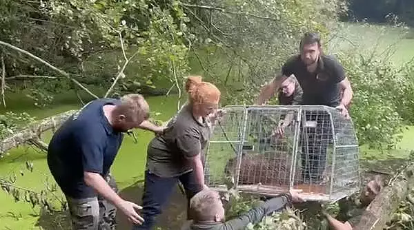 Capibara, celebra in toata lumea dupa ce a evadat de la Zoo. A fost cautata 7 zile: ,,Suntem incantati ca Scortisoara s-a intors"