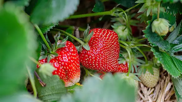 Capsuni cu pesticide depistate in urma unor verificari facute de Autoritatea Nationala Fitosanitara la produsele romanesti