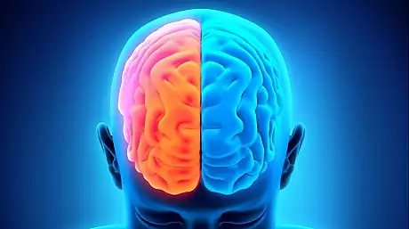 Care este diferenta dintre emisfera stanga si emisfera dreapta a creierului