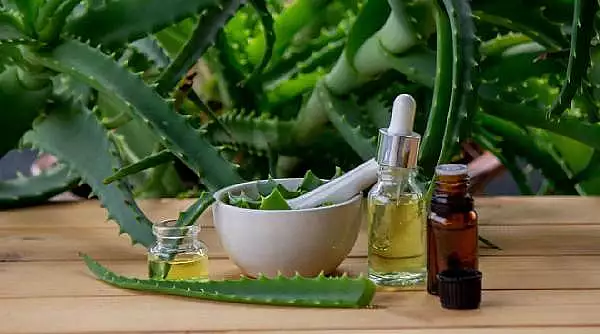 Care sunt beneficiile aduse de Aloe Vera sanatatii si frumusetii