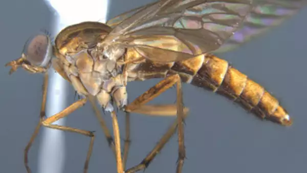 Cat de periculoasa este ,,musca cu toc" si ce spun cercetatorii despre noua specie de insecte