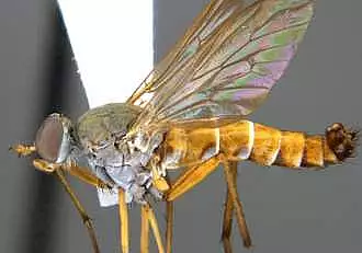 Cat de periculoase sunt insectele din specia Rinhatiana cracentis, supranumite si "mustele cu toc". Pana si cercetatorilor le dau fiori  