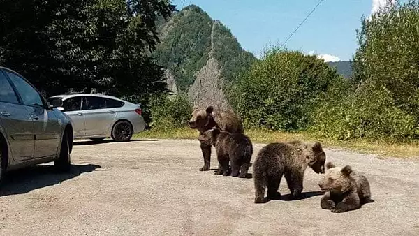 Cati ursi pot fi impuscati fara autorizatie, pe judete. Unde este cea mai mare cota de  de preventie? - HARTA