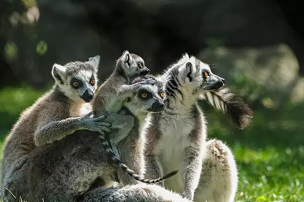 Caz bizar in Calarasi! Un lemur a fost furat de la gradina zoologica. Unde a fost gasit animalul