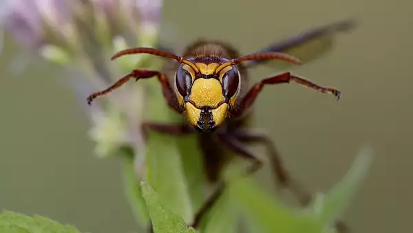 Caz socant in Romania! Un barbat de 49 de ani a murit dupa ce a fost intepat in cap de o insecta