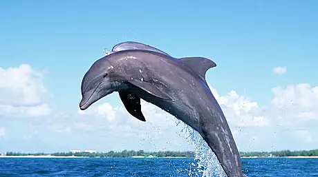 Ce i-a facut un delfin obraznic unei turiste. Inregistrarea a ajuns pe internet si e VIRALA