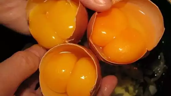 Ce inseamna cand gasesti doua galbenusuri intr-un ou. Este periculos, sau putem sa le mancam fara grija? 