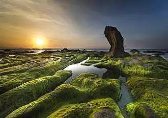 Ce inseamna cand visezi alge. Care este semnificatia ascunsa