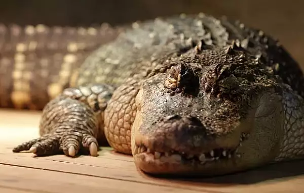 Ce s-a descoperit in stomacul unui aligator de 445 de kilograme. ,,Cu siguranta, i-a mancat"