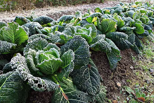 Ce sa plantezi in gradina in luna decembrie. Cele mai importante activitati pentru roade bogate