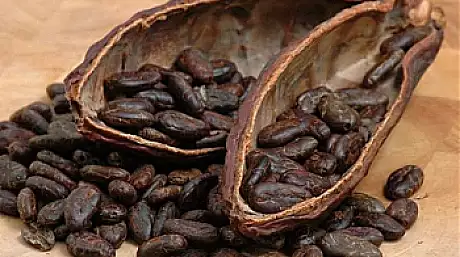 Ce se intampla daca mesteci boabe de cacao, cel mai puternic antioxidant din lume