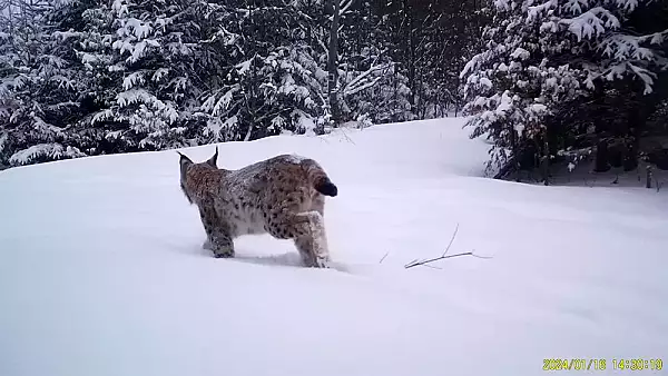 Cea mai mare si frumoasa felina din Europa, surprinsa in Muntii Apuseni. Splendoare in zapada VIDEO