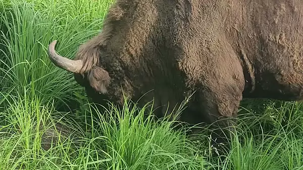 Cel mai mare animal terestru din Europa, filmat in timp ce mananca in liniste in Parcul Natural Vanatori Neamt VIDEO