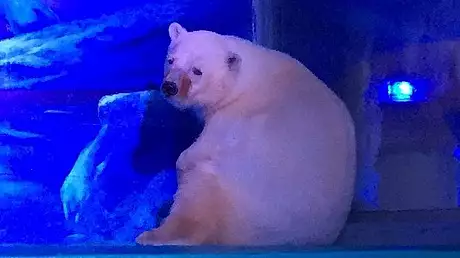 ''Cel mai trist urs polar din lume'', inchis intr-un mall din China. VIDEO